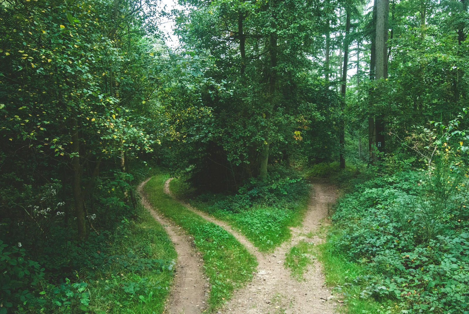 A path through a green forest splitting into two directions